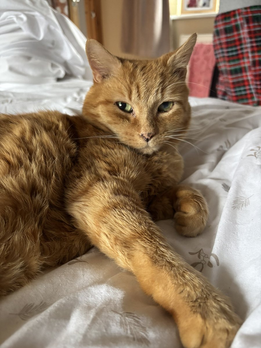 EddieBearCat001's tweet photo. Please show my mum some love today shes sad today, she needs some TLC today I am staying close 😻😻😻😻 #AdoptDontBuy #GoodMorning #CatsOfX #CatsOnTwitter #CatsOfTwitter #missinglovedones #Gingercat #CatsOnX https://t.co/HDNKt4HCtl