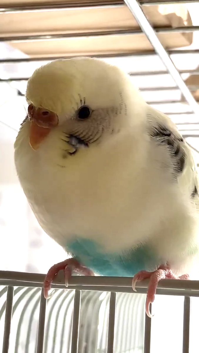 はっぴぃ tweet media