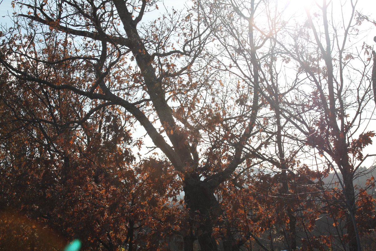 biocomforest's tweet photo. Un plan de domingo ideal:
paseo por el monte 🌲 + aprender de micología 🍄 + respetar el entorno 💚
(Así sí) 🥰

#BIOCOMFOREST #PlanDeRecuperación #ProyectosPRTR #NextGenerationEU
#Bioeconomía #compostaje #gestiónforestal
#Sostenibilidad #DesarrolloRural https://t.co/3Vu2NCe8GN