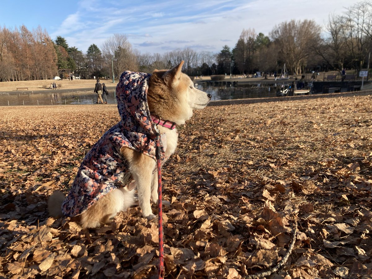 たかぴい たかぴい たかぴい タカぴー (@takapi_3) / X