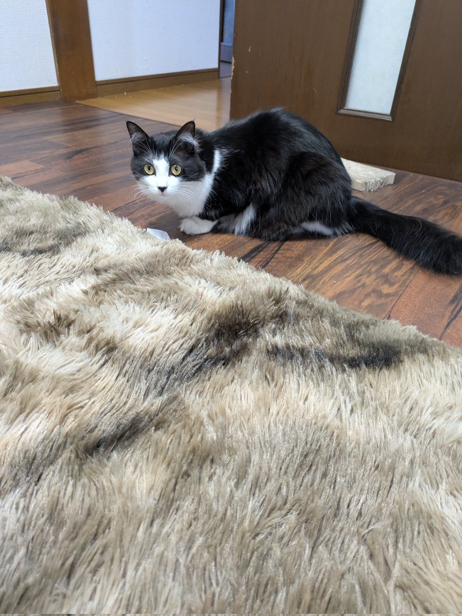 ラグ買ったけど何故か猫たちが乗りたがらない