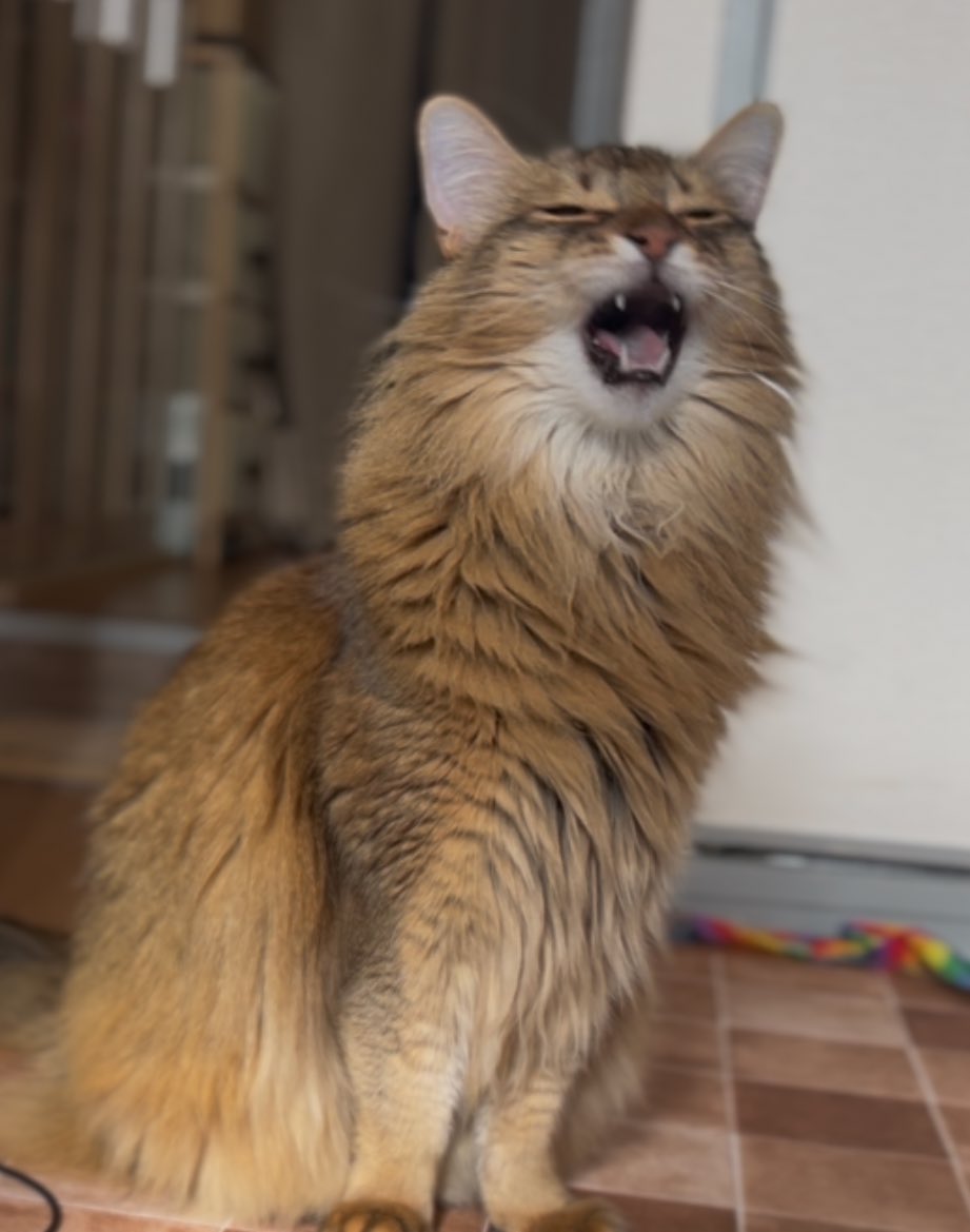 なーさんは王様(スタンプ販売中🐈) (@sugukamuneko) / Posts / X