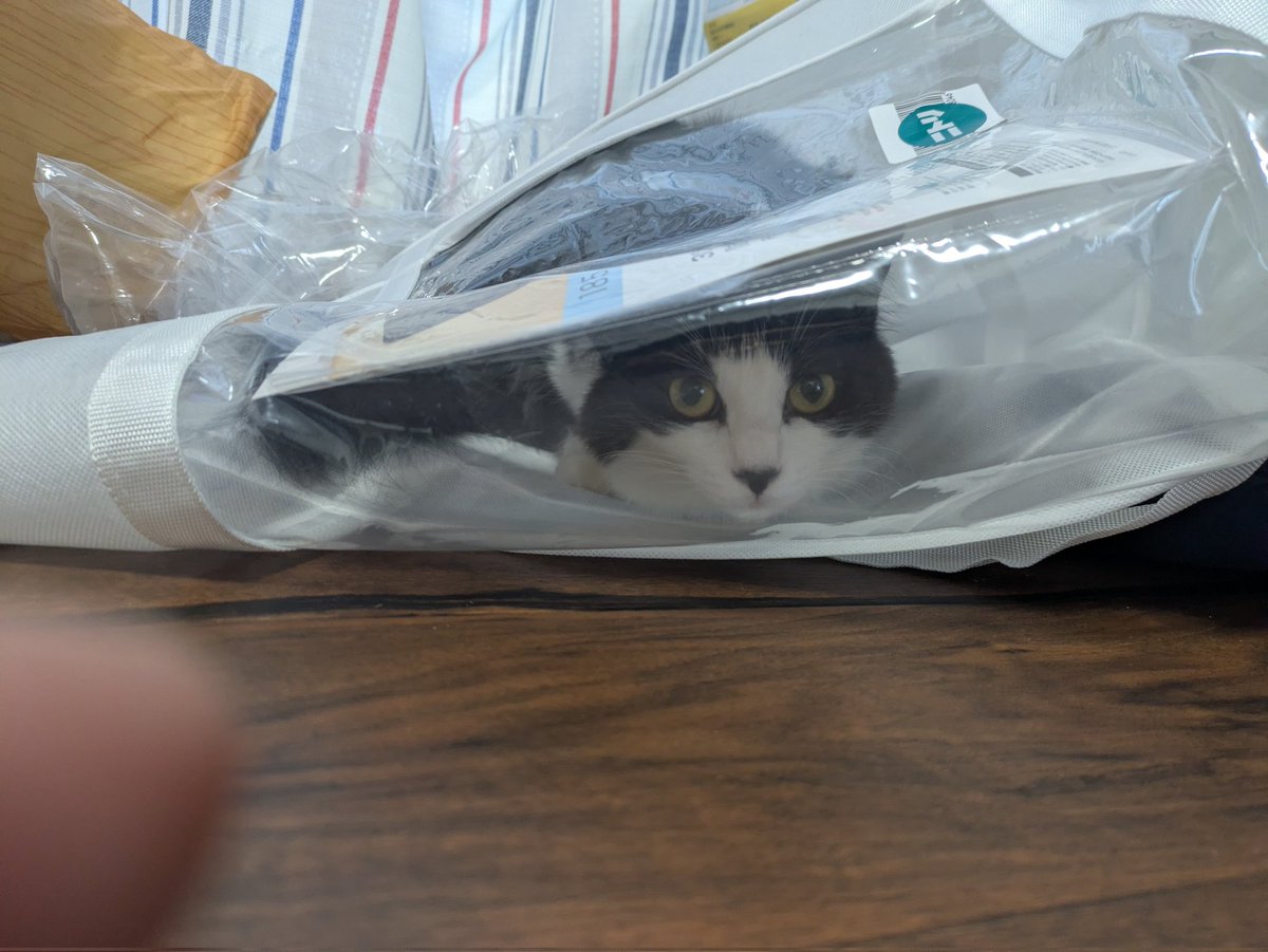 袋の方がお気に入り