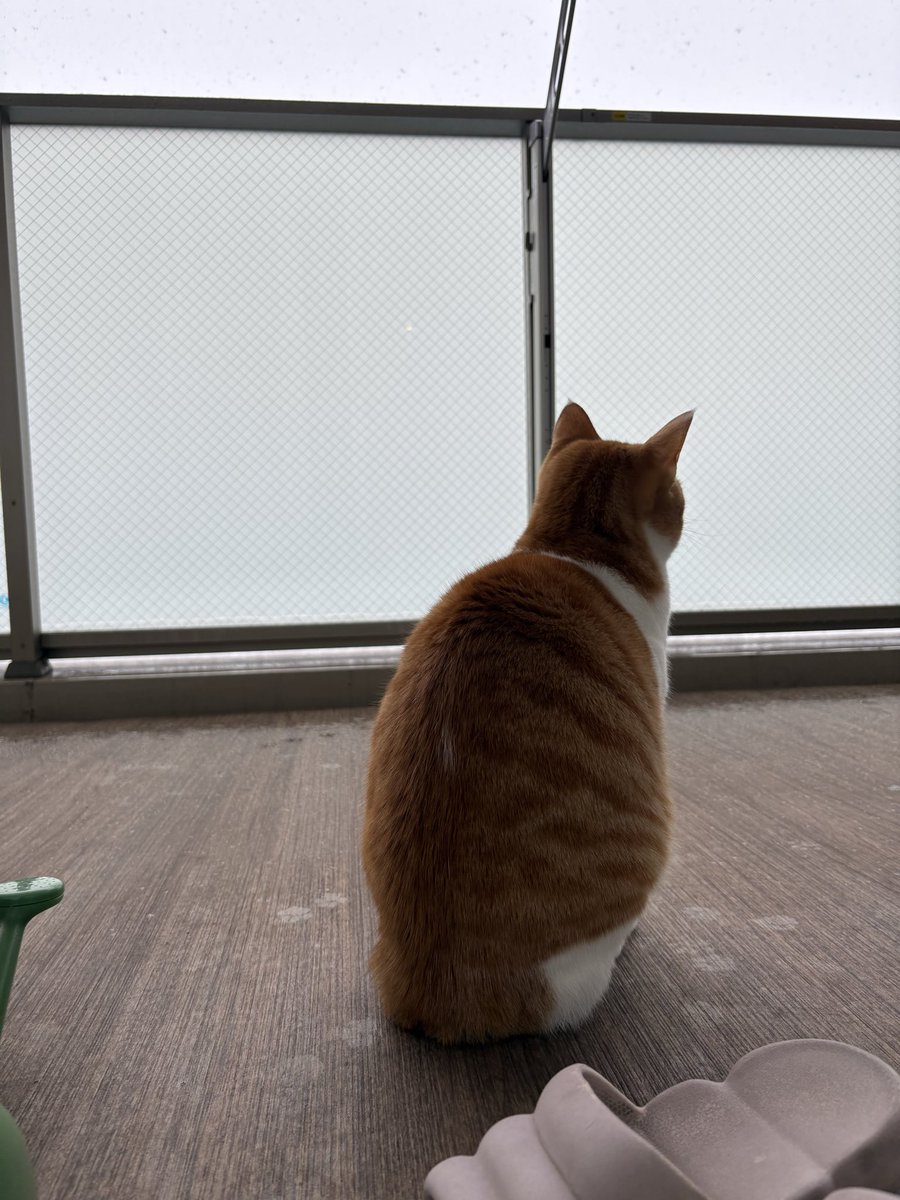 降雪の大晦日。
ボリス、ベランダに出て何を想う