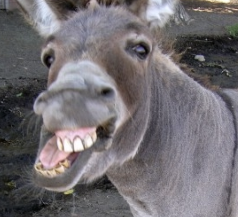 If hard work led to success, the donkey would own the farm.