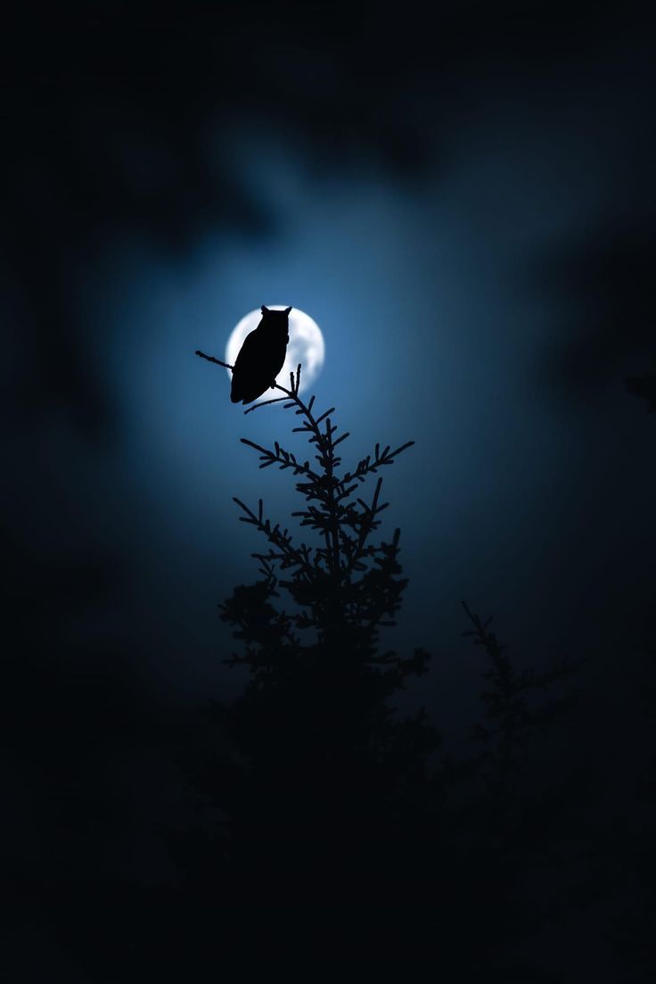 naturepicsc's tweet image. 