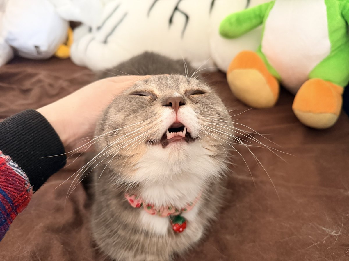 🐾ラム@極短マンチカン🐾 (@ram20210716) / Posts / X