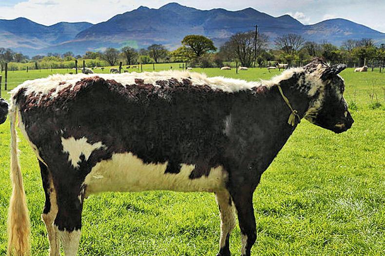 lorraineelizab6's tweet photo. Big Bertha (17 March 1945 #Sneem, Co #Kerry-31 Dec 1993)! 2 Guinness World Records: oldest cow, dying 3 months short of 49th birthday, &amp; lifetime breeding (39 calves)! @droimeann (native Irish breed). Raised $75,000 for cancer research &amp; other charities.🐮 https://t.co/JYejVRdrom https://t.co/OZaNkPrxzO