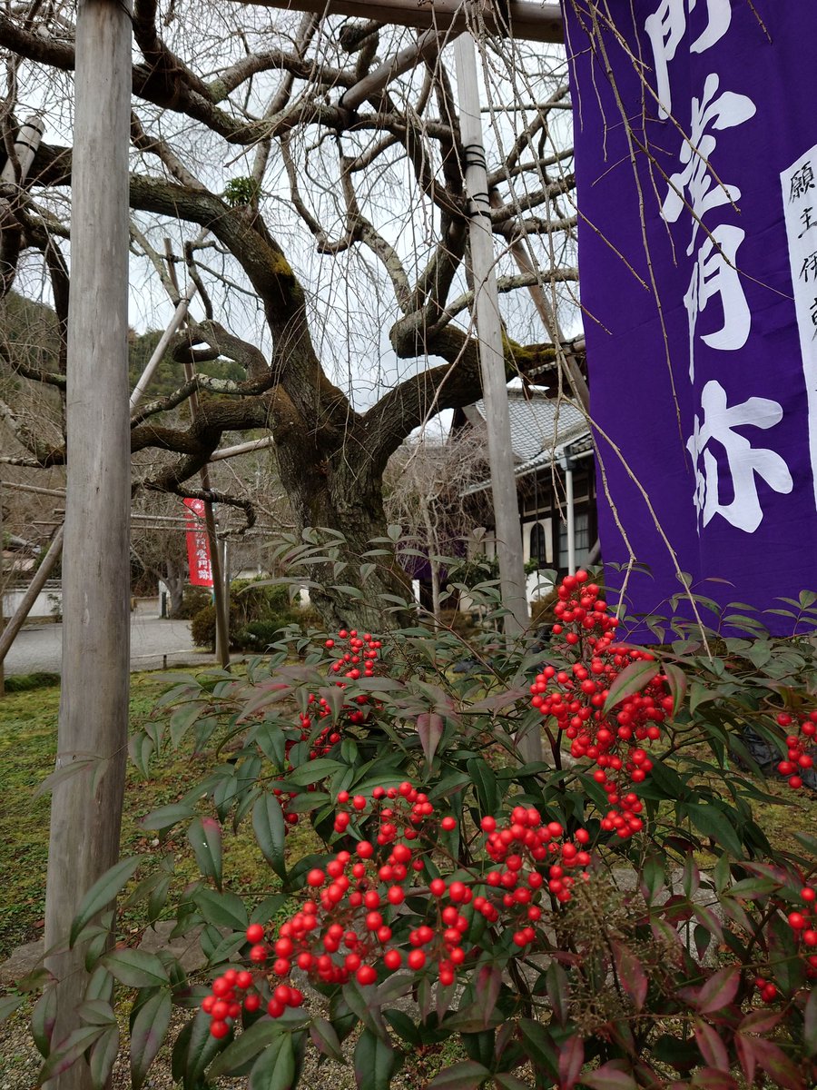 bisyamondo's tweet photo. 令和七年大晦日です。今年も残り数時間。皆様にはたいへんお世話になりました。来年の初寅会は4日日曜日です。また、毎年行なっていた甘酒のご接待は、都合によりございませんので、お詫びいたします。#毘沙門堂 #毘沙門堂門跡 #京都 #山科 #天台宗 #毘沙門天 #晩翠園 #2026年 #令和八年 #初寅会 #初寅 https://t.co/JCXn81Ufvl