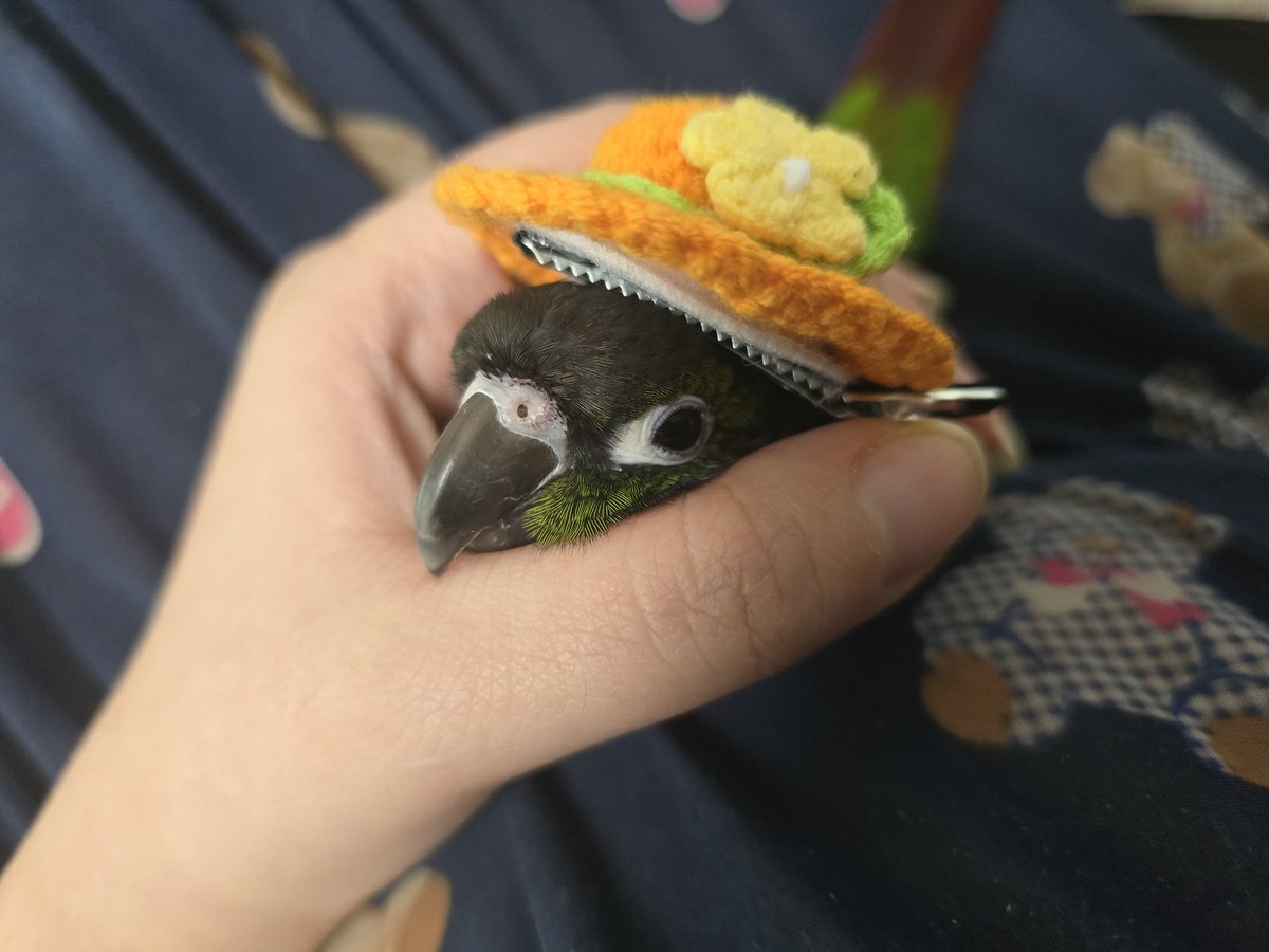 Parrot2018's tweet image. 놀러갓다가 머리핀이 귀여워 사왔는데 우리 애 머리가 생각보다 작앗다