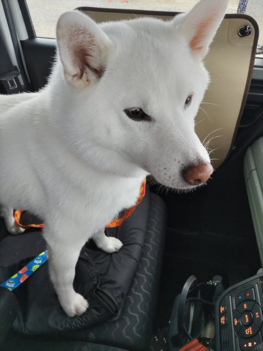 「白です」売れました！どこでも一緒❢黒トロといっしょ❣️ 水瓶座♒️ちろ (@xYWsDRmcZE9m1g7) / Posts / X