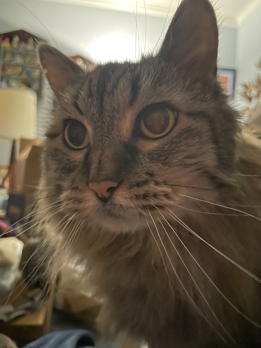 Lola: The Taupe Avenger 🦸🏽‍♀️ 🐱 tweet media