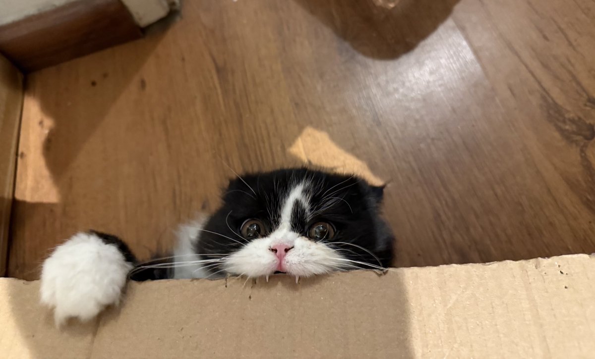 Sarah Evans tweet media