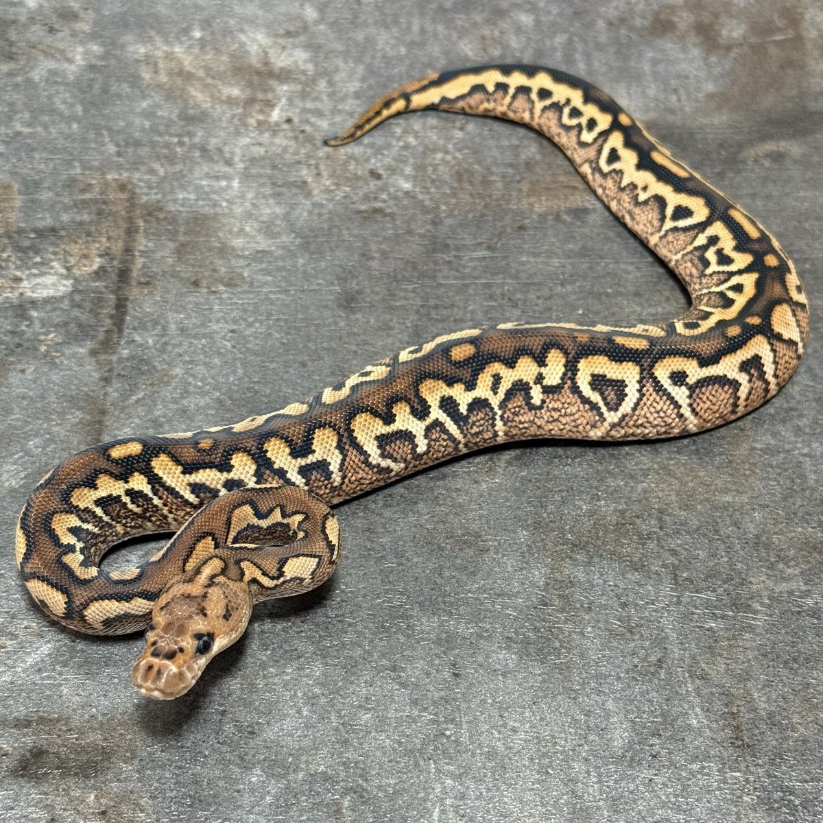 asahi 🐍@ α R's⚜️2026ことよろ🎍🍶 (@asahi_royals) / Posts / X