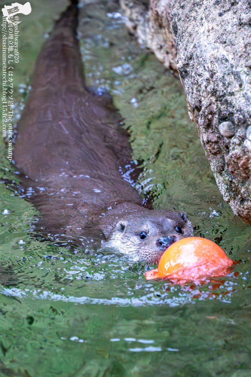 七二 (@natsu_usg) / Posts / X