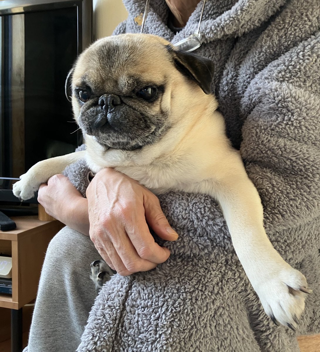 パグ 邪魔ばかりするので捕獲されまちた💦🐶 今年もたくさんの人に可愛がっ