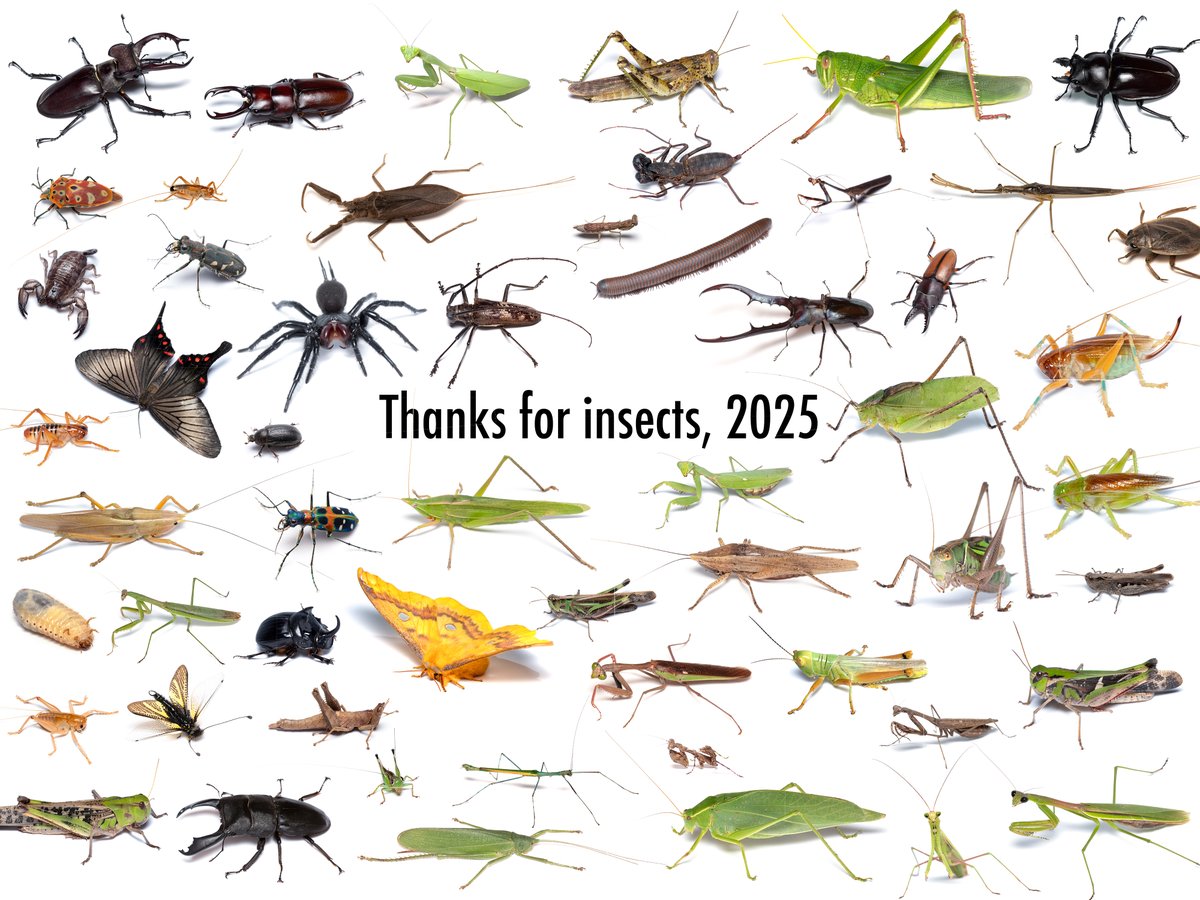 mushioka_daiki's tweet image. Thanks for insects,2025!