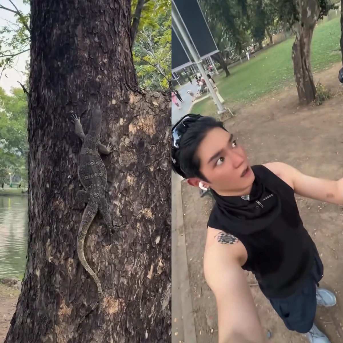 praypiya's tweet image. คนที่ได้เบเนฟิตเจอศลป.ตึกชมพูบ่อยที่สุด
= ตัวเงินตัวทองที่สวนลุม