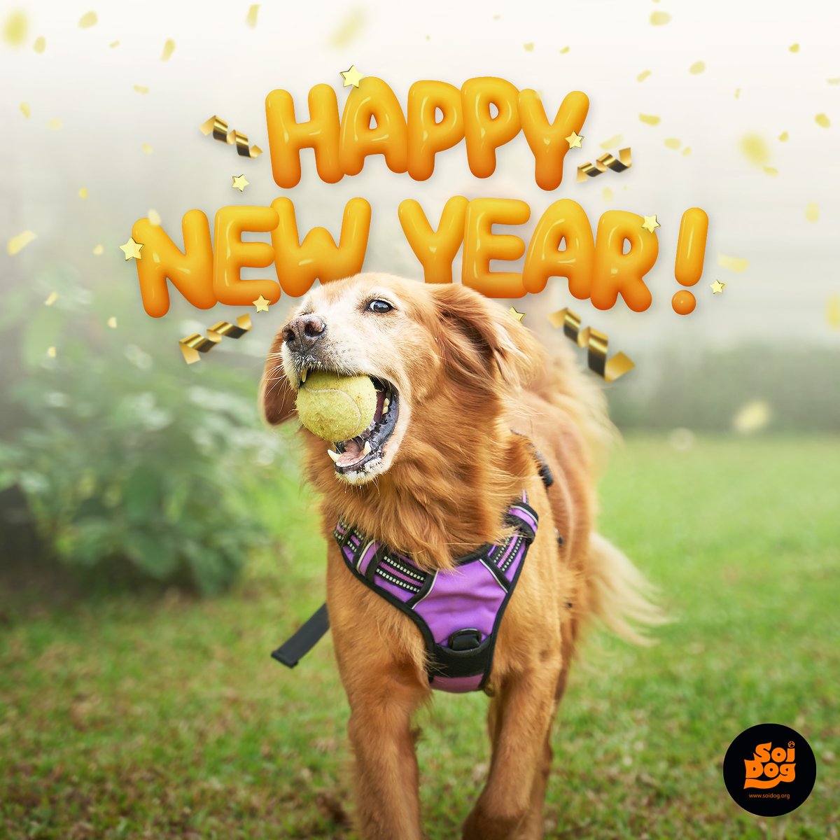 🎉 Happy New Year from all of us at Soi Dog Foundation!🐾✨
Thanks to your kindness, dogs like Harmony can stroll into the New Year with a spring in their step and a tennis ball full of happiness.🧡We couldn’t do this without you.💫