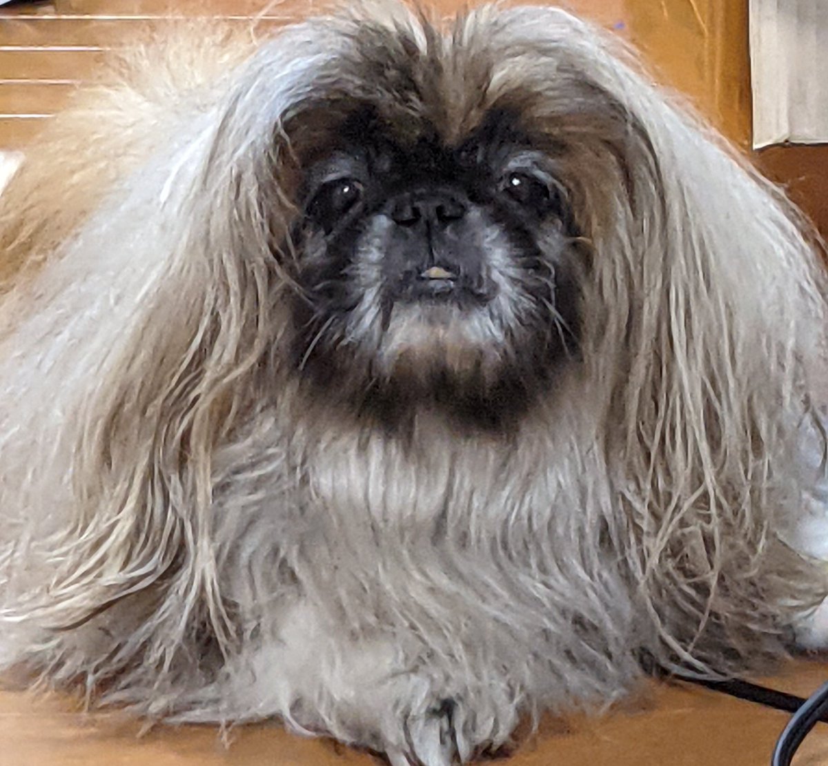 喪中につき、新年のご挨拶を控えさせていただきます。
良いお年をお迎えください。
　　　　　2025年12月31日