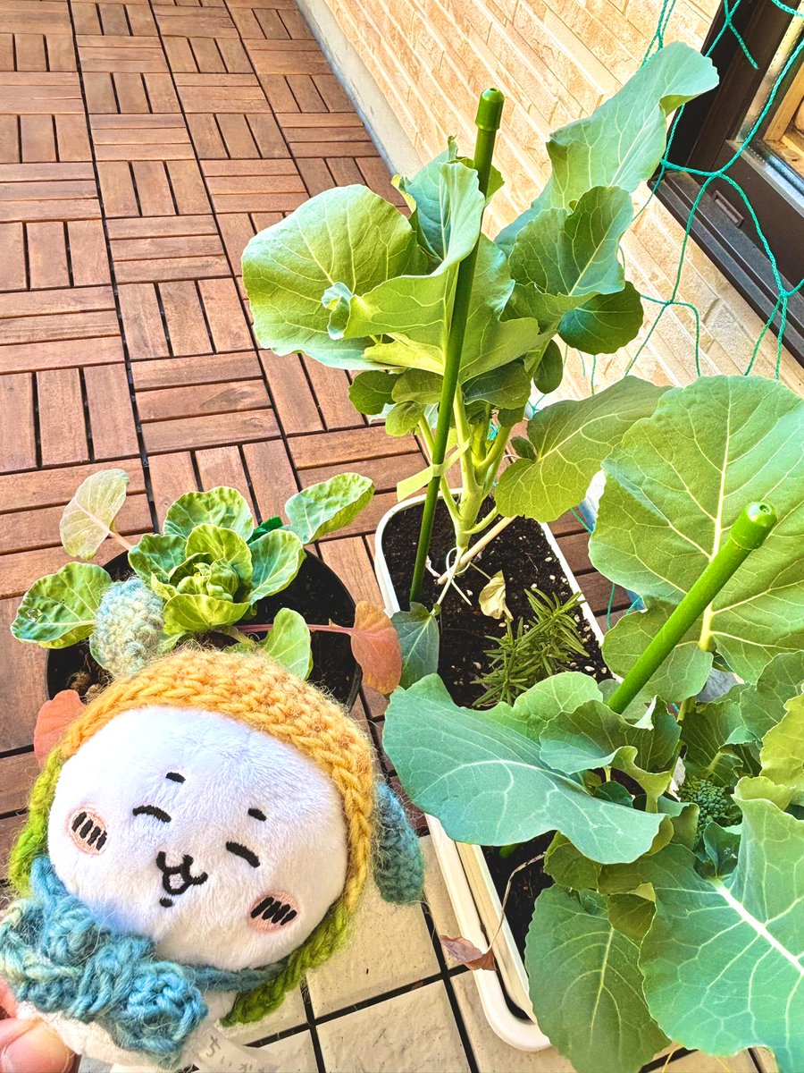c_like_'s tweet photo. 今年はプレイングマネージャーとして激動の一年でしたが相変わらずの皆様のポストに何度も癒されました☺️また私の数少ないポストにも反応してくださった方々には感謝しかありません🙇‍♂️
細々と続けている家庭菜園から��ぃ＆🥦を添えて今年最後の挨拶とさせて頂ければと思います。それでは良いお年を🤗✨ https://t.co/TFthcVZPLg