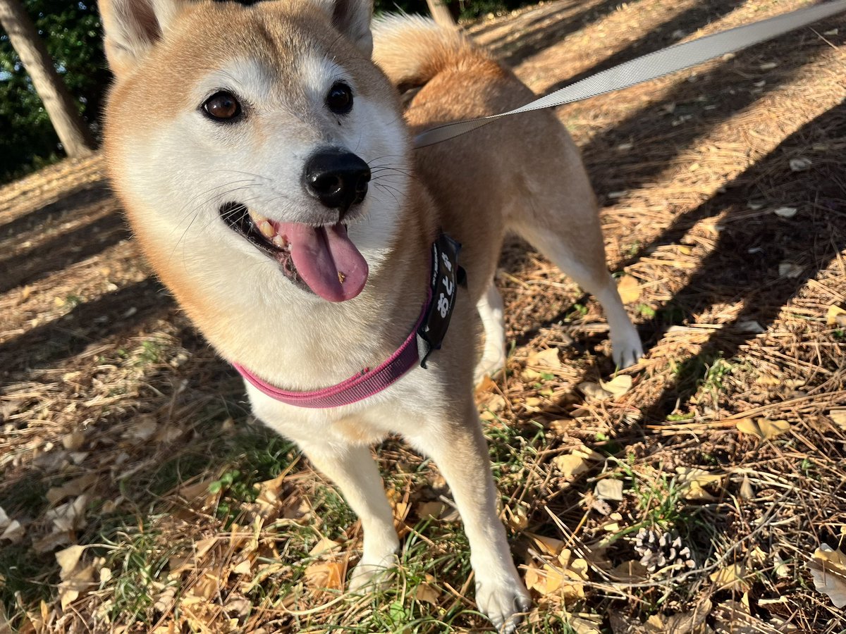 ととちゃんです ニコニコ超会議2024に超超てんちゃんが来る！！ | NEEDY GIRL OVERDOSE