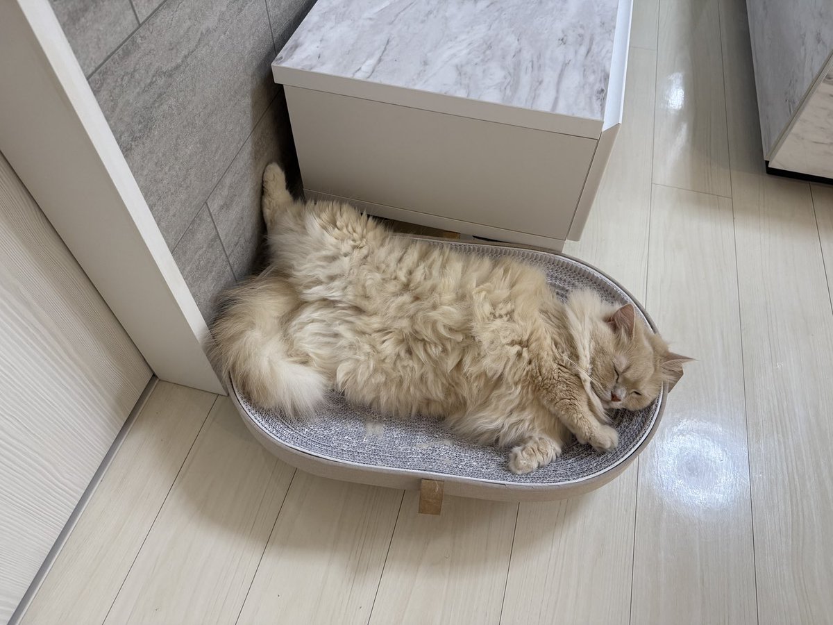 _s2_bell_'s tweet photo. 足癖の悪い猫さん https://t.co/qaIp0zwg6u