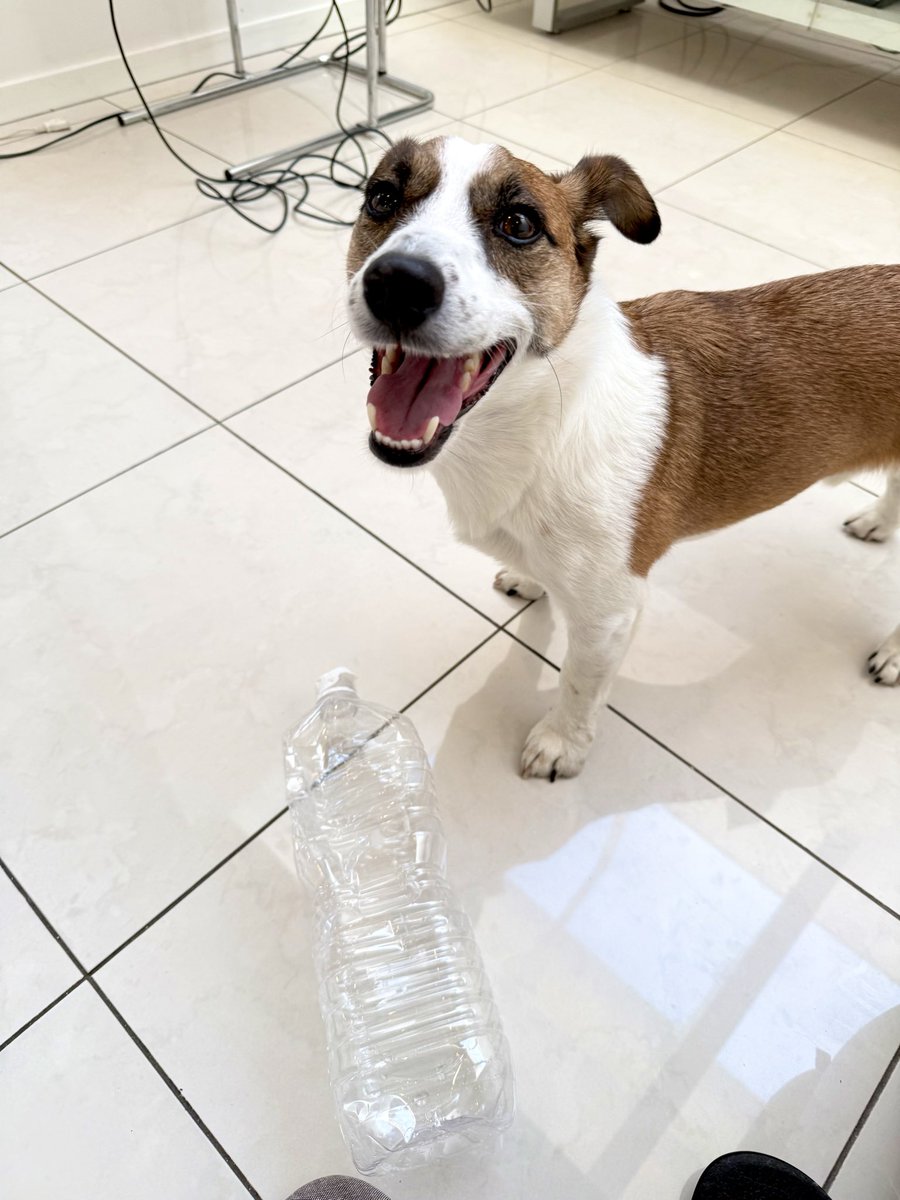 JRT_Loki's tweet photo. あ、俺6歳になりました https://t.co/zVjHFyIpAT