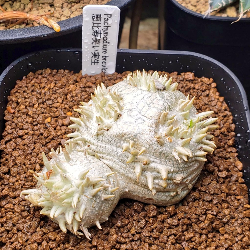 zero5151_plants's tweet photo. ついに買っちゃった(笑)
2025年最後の買い物だ(笑)

#塊根植物 #恵比寿笑い #ガーデンセンター不二 #大晦日 https://t.co/N6iPl6qUGH