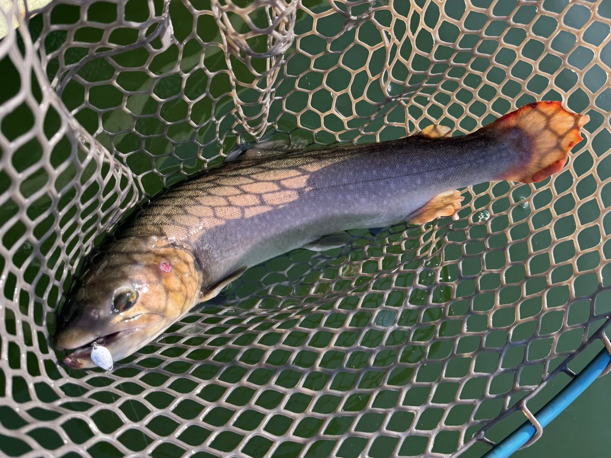 kokosteps's tweet photo. 釣り納め東山湖🎣
色々な種類の釣り物が入っていて、ミノーとボトムのスプーニングが反応良かったです
来年ものんびり釣りを楽しみたいと思ってます😊 https://t.co/yXrEq0Ep7j