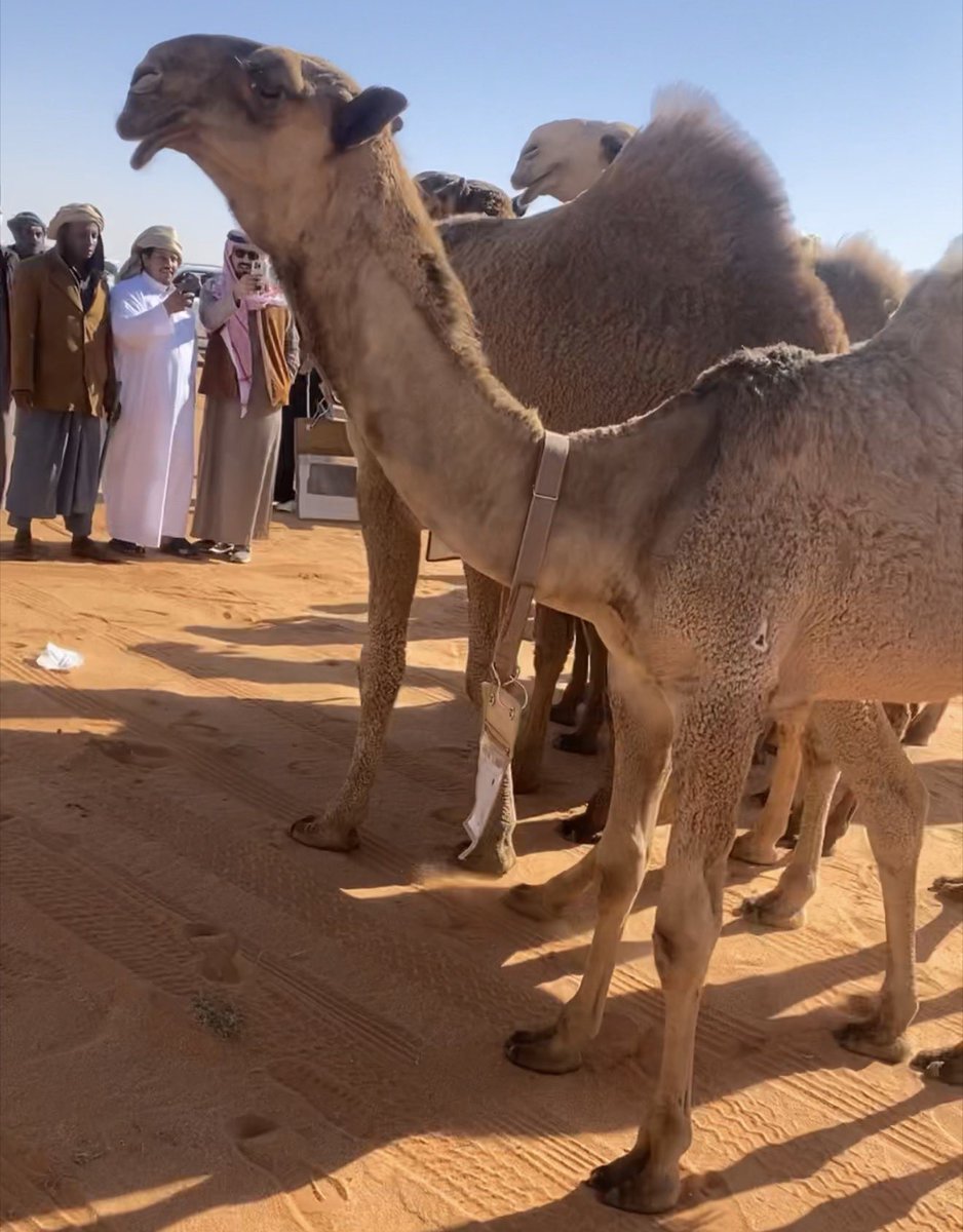 عاشق الوضحا .. al Bader 🅱️ tweet media