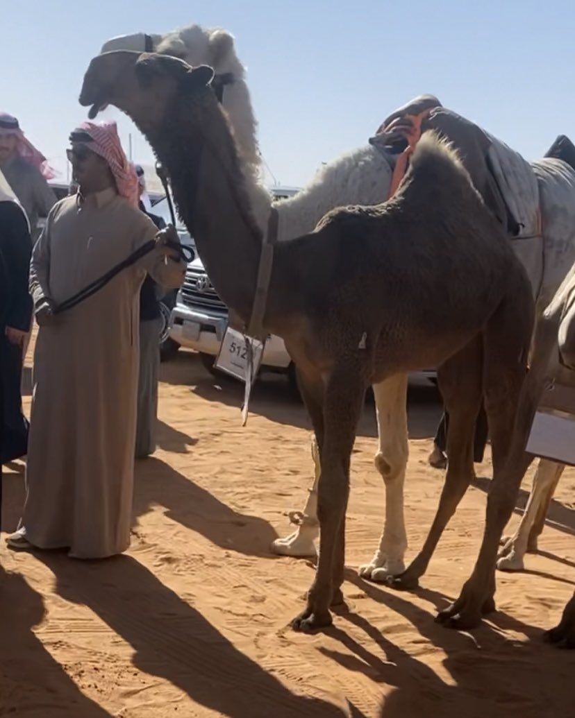 عاشق الوضحا .. al Bader 🅱️ tweet media