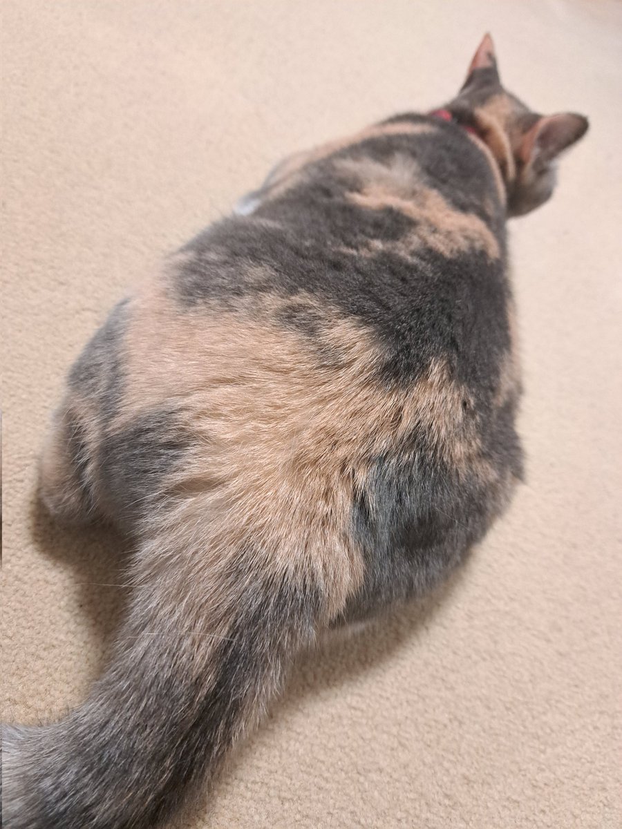 実家のにゃんを堪能する猫アレルギー持ち