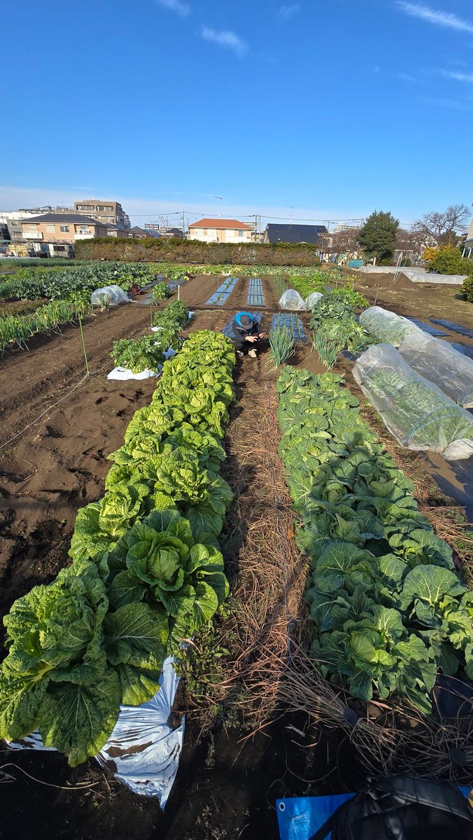 👨‍🌾2025年の農作業納め👨‍🌾

真冬ですがボク農ファームの野菜たちは元気に育ってくれています🌱