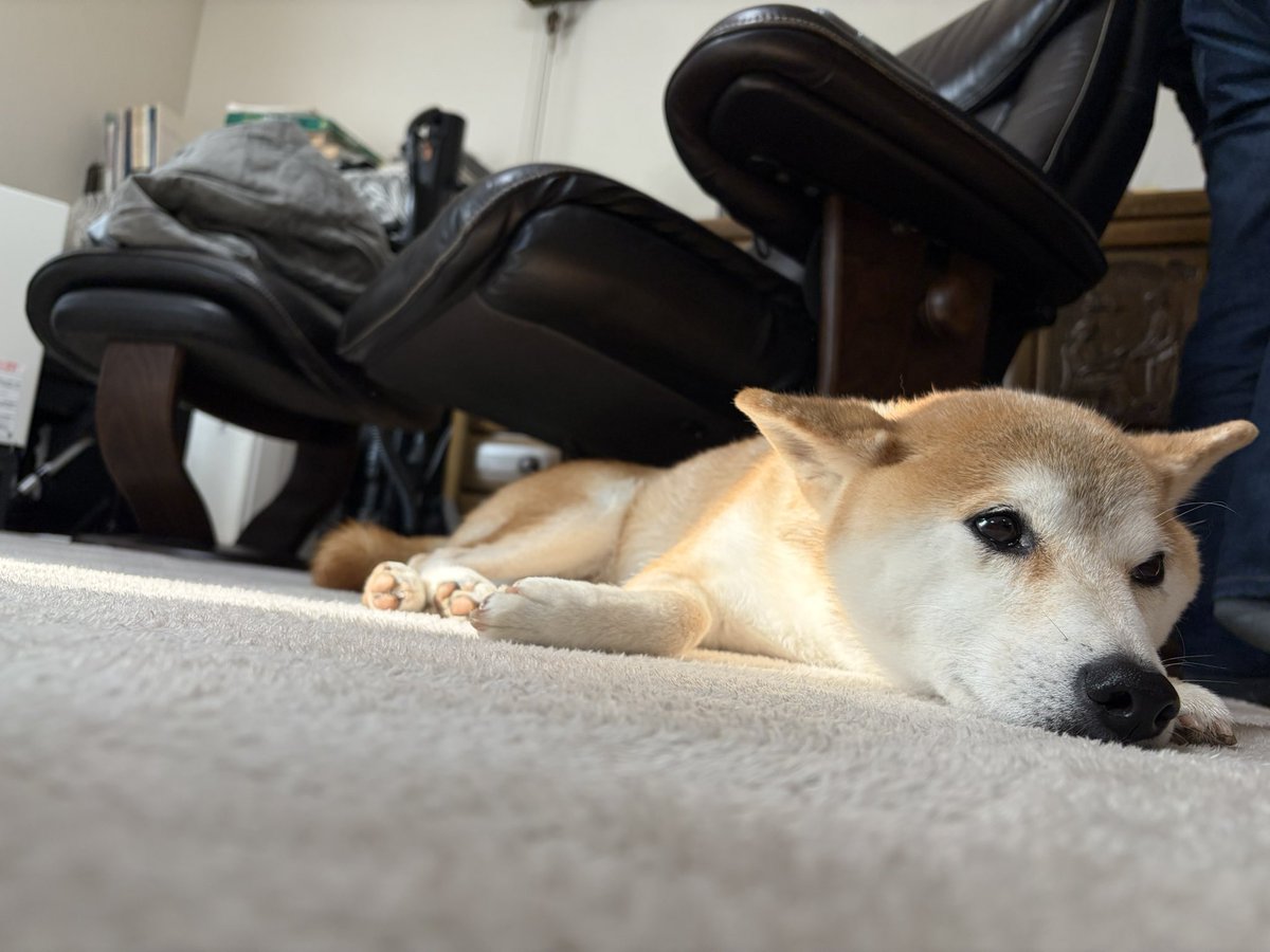 medic_lily's tweet photo. 今年もこんな弱々プレイヤーですが、たくさんの方々に遊んでいただき誠にありがとうございます😭来年も足かせ、足引っ張り要員ですが、一生懸命にプレイしますのでよろしくお願いします。 https://t.co/ChIt0oanh3