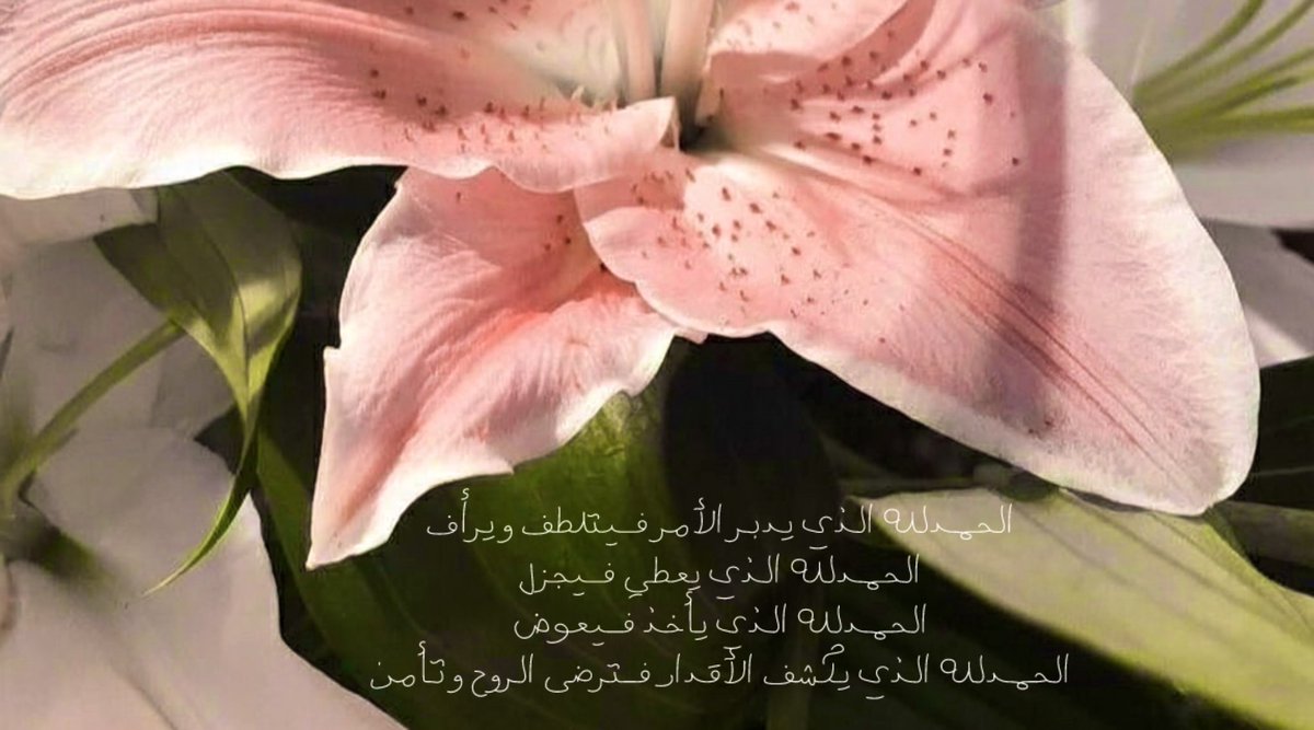 _2laa1's tweet image. 