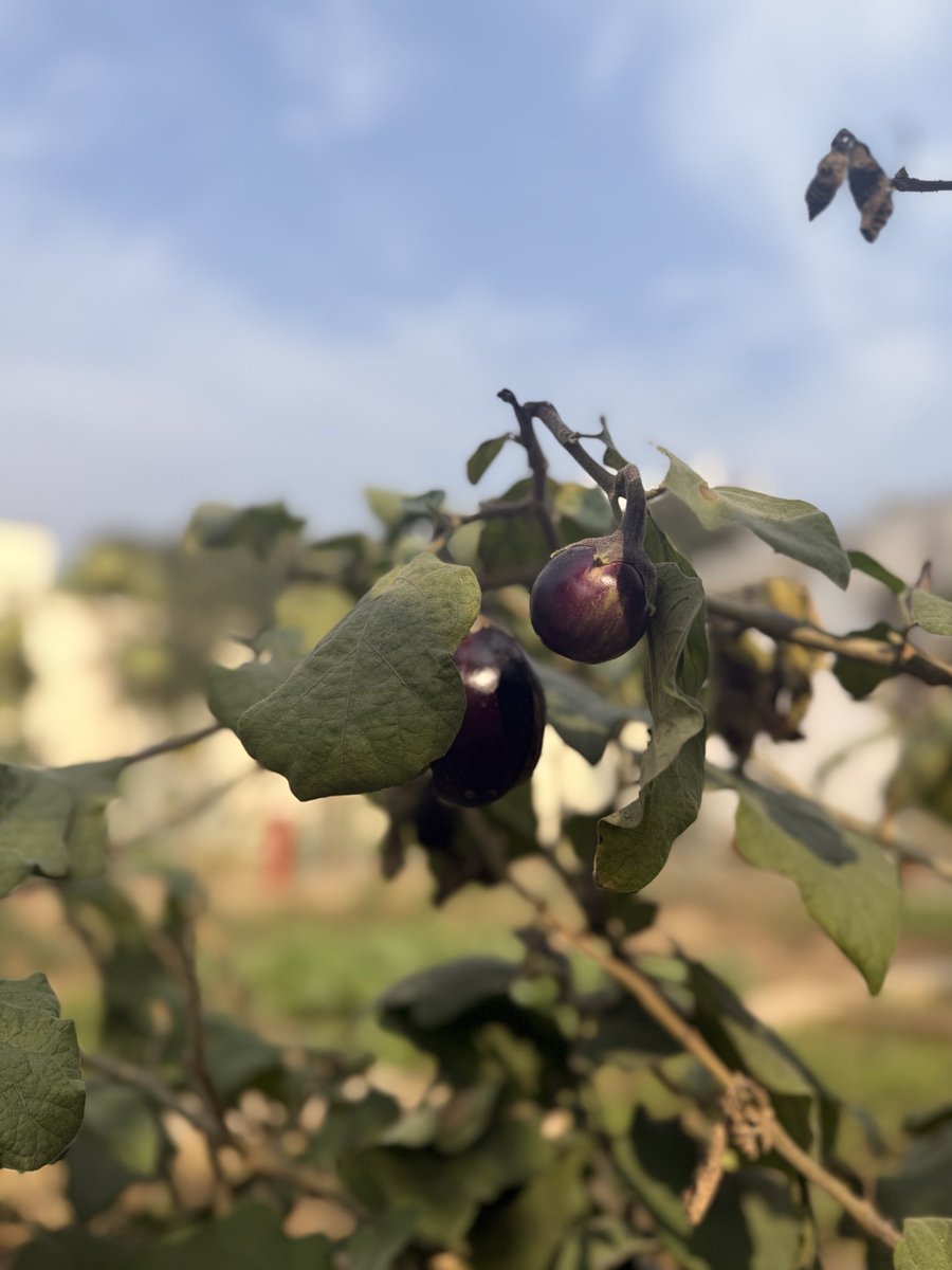 ProfSunnySingh's tweet photo. I don’t know if these grown in my home can make Betinjan Batiri taste the way she describes her book #Namesake. But I hope our homelands share some of the same histories & memories, resolve & resilience, and above all, the sweetness so that these can ripen with a similar taste. https://t.co/ePctcLZVHP