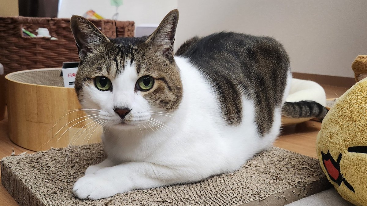 緑の木と三毛猫さん 三毛猫みけ𓃠 (@mikeneko0211_VR) / Posts / X