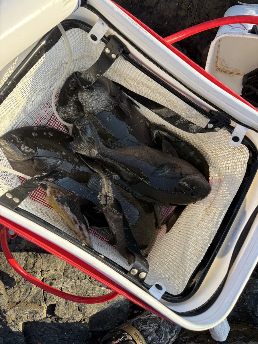 1654Hk's tweet photo. 28日はクラブの釣り納めで米水津へ！
40オーバーは釣れませんでしたが楽しめました😊
30日は単独で米水津へ！
40オーバー含み数も釣れて良い釣り納めになりました😊
#RoiRoi倶楽部 https://t.co/2VfVx7Smg8