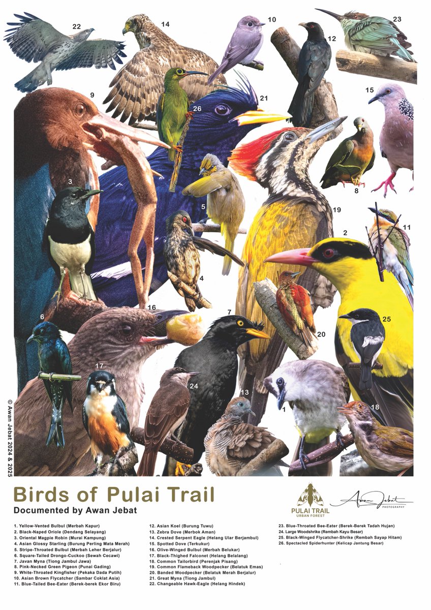 Mohd Safwan Zulqarnain B Jebat tweet media