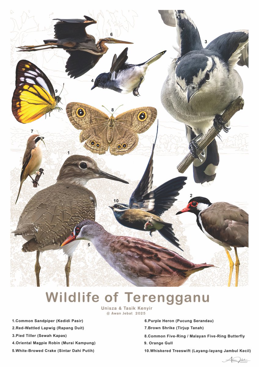 Hi, I’m Awan Jebat, a budding wildlife photographer from Malaysia. For the past year, I’ve been documenting the beauty of Malaysia’s wildlife, especially its birds. 

I recently completed two personal projects that truly meant the world to me.

Then, everything stopped.

I was