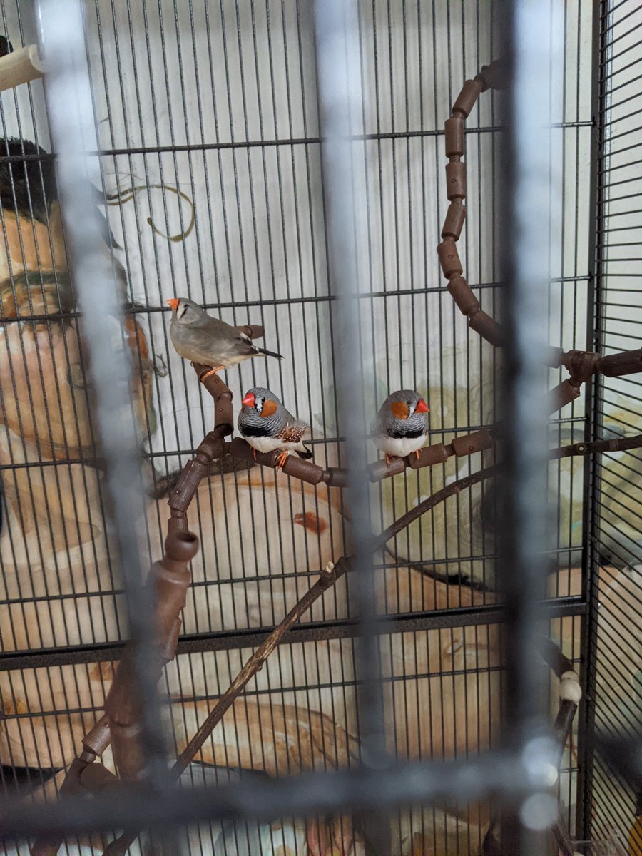 AAbrikosovyj's tweet image. Нарешті маю! Хотіла 6 або 8
Але привезли тільки 3 :(

Але все одно!!! Вони такі красиві і смішні!!! Дуже радію