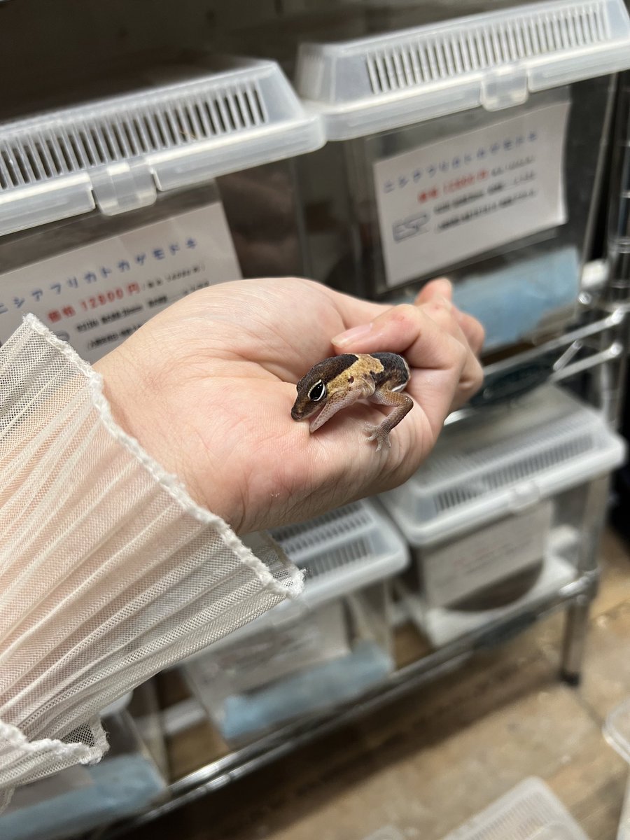 syan_esp's tweet photo. 今年はたくさんお世話になりました‼︎🥺✨
店長やESPのメンバーや他店舗のスタッフ様お客様のおかげで素敵な一年になりました‼︎
イベントなどでたくさんの地域に行けたことや、爬虫類についてたくさん勉強になった年でした‼︎
良いお年をお迎えください‼︎🦎🐍 https://t.co/Idhm0HHteb