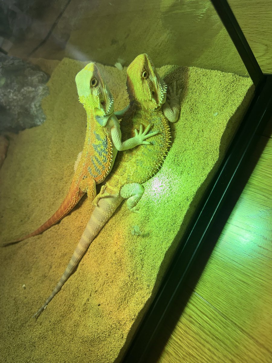 Hi____2360's tweet photo. もう1匹追加で買った🦎
繁殖して欲しいな👏65000円もしたけど、柄がかっこいいから我慢できず😅 https://t.co/6LugTFxcgP