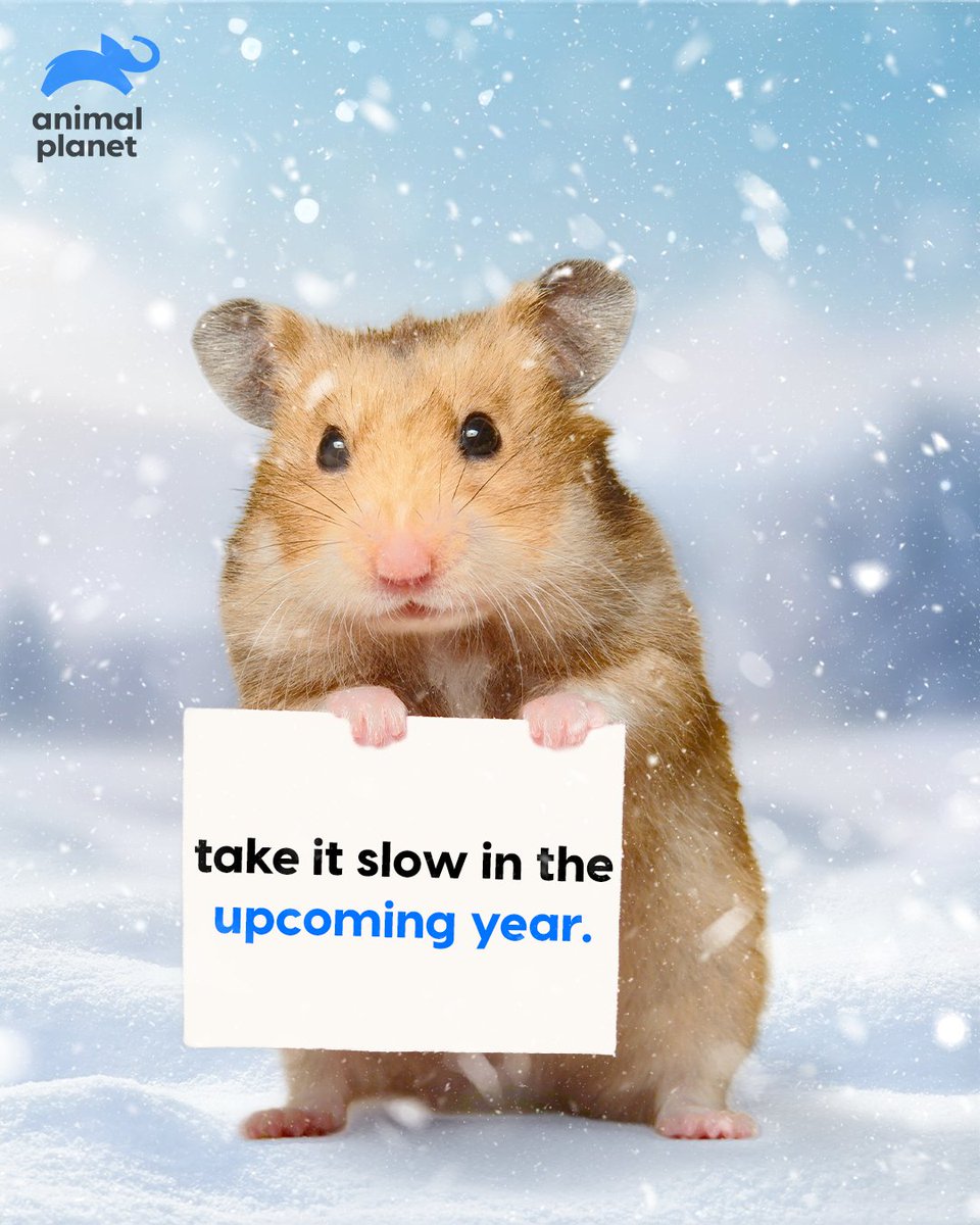 Animal Planet India tweet media