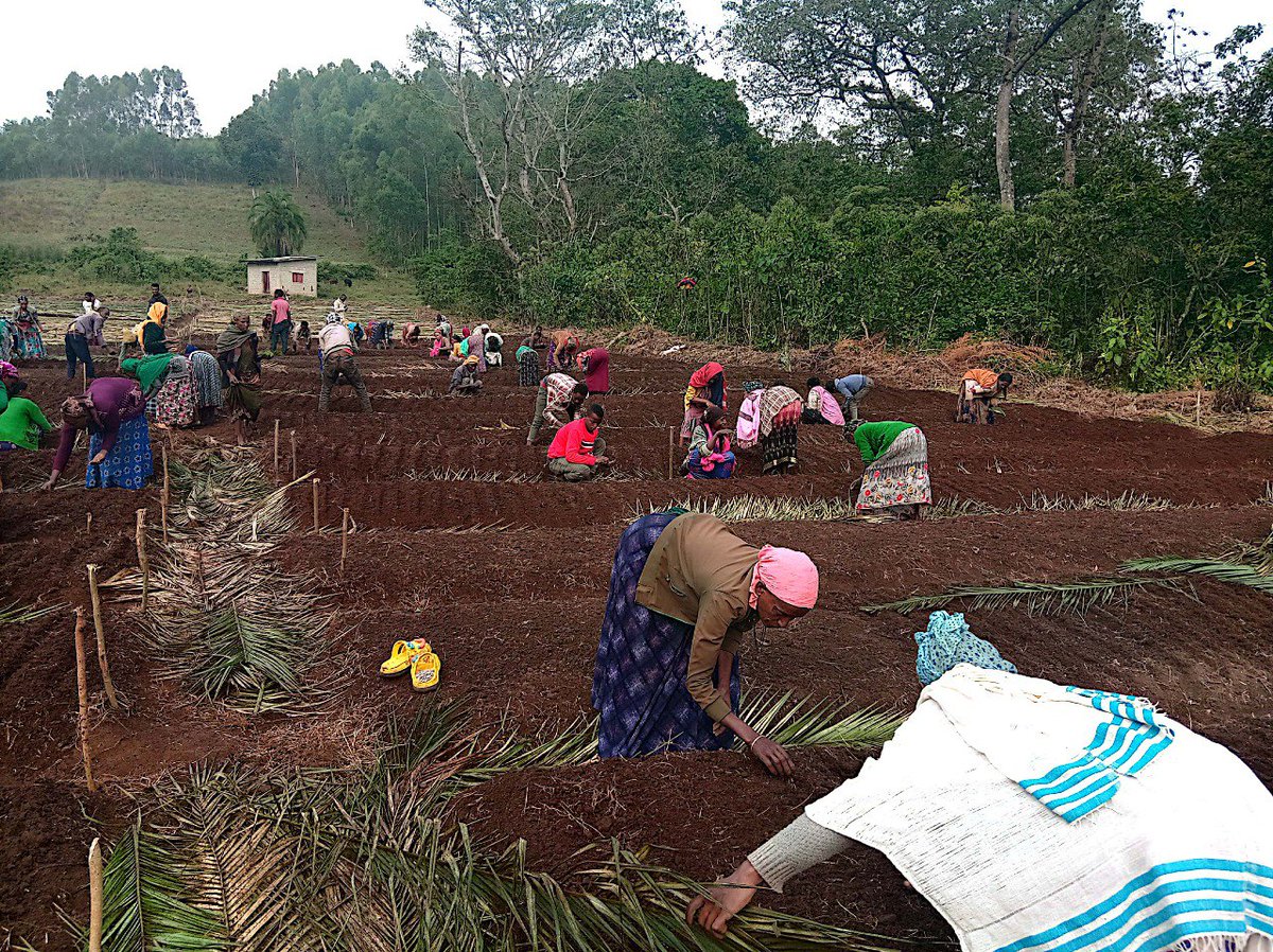 Ethiolatin Coffee tweet media