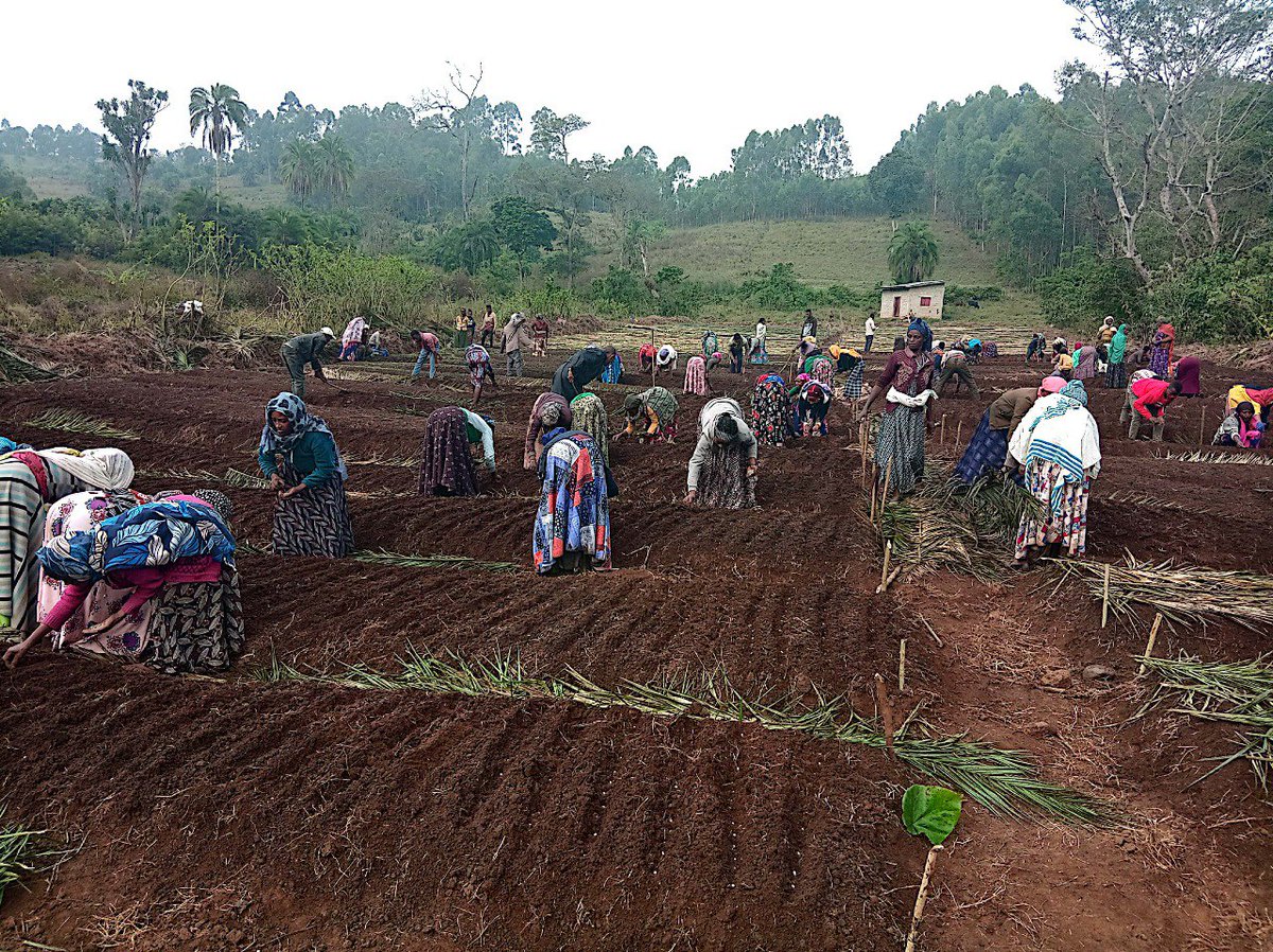 Ethiolatin Coffee tweet media