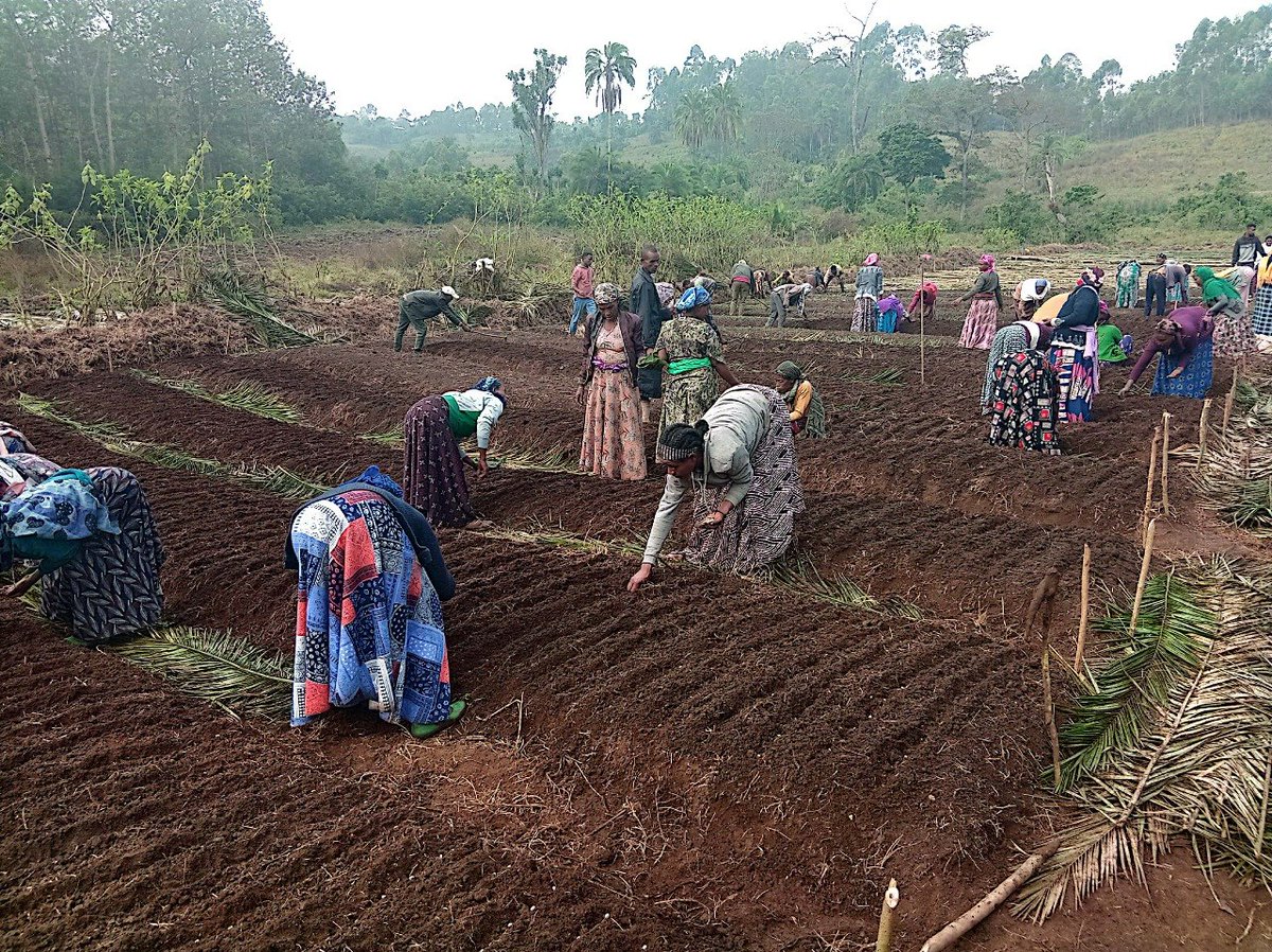 Ethiolatin Coffee tweet media