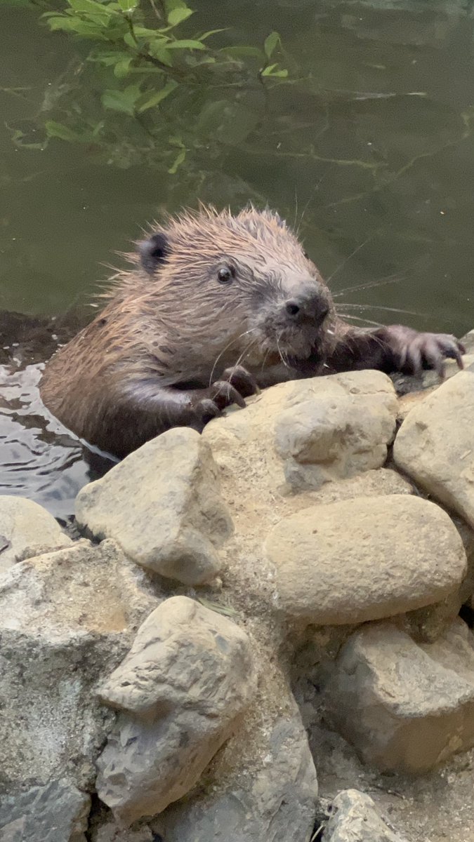 IS (@ISisIIIISSSS) / Posts / X