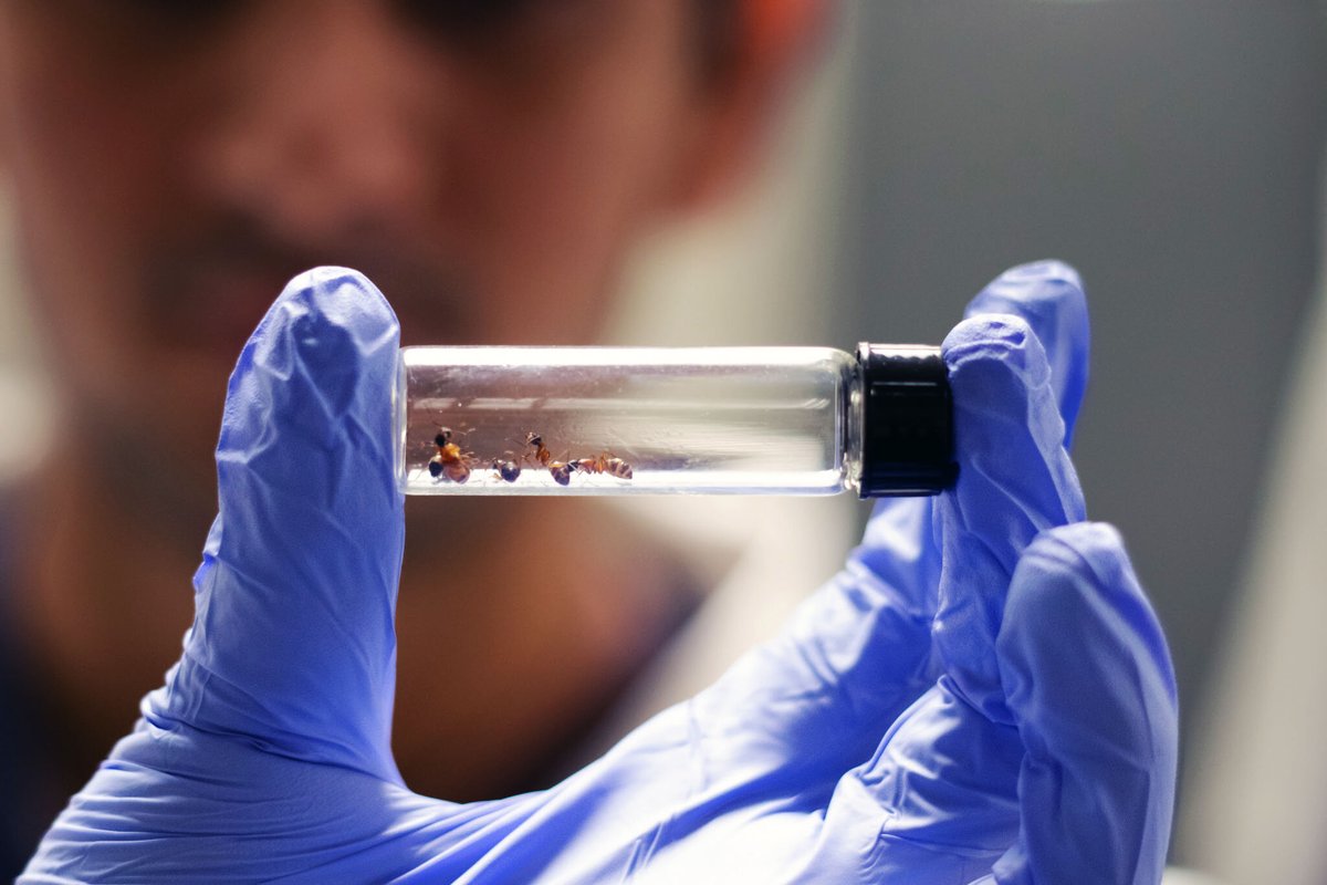 talius's tweet photo. #Ants may hold #solution to human #superbug, researchers discover
Ants have used diverse, targeted antibiotics for millions of years without resistance. They kill human superbugs like Candida auris, offering a blueprint for better human medicines. https://t.co/QcTpbpiSdO https://t.co/AQwHKGczvg